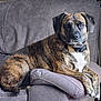 animal, armrest, brindle, calm, canine, collar, comfort, couch, dog, domestic_animal, fur, furniture, household, indoor, living_room, pet, portrait, relaxed, resting, seated