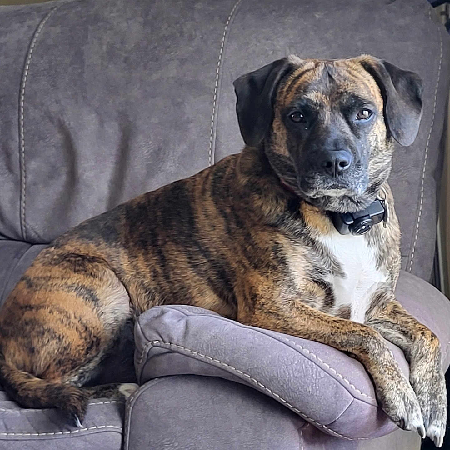 D.g. joined the competition — help win amazing prizes! animal, armrest, brindle, calm, canine, collar, comfort, couch, dog, domestic_animal, fur, furniture, household, indoor, living_room, pet, portrait, relaxed, resting, seated