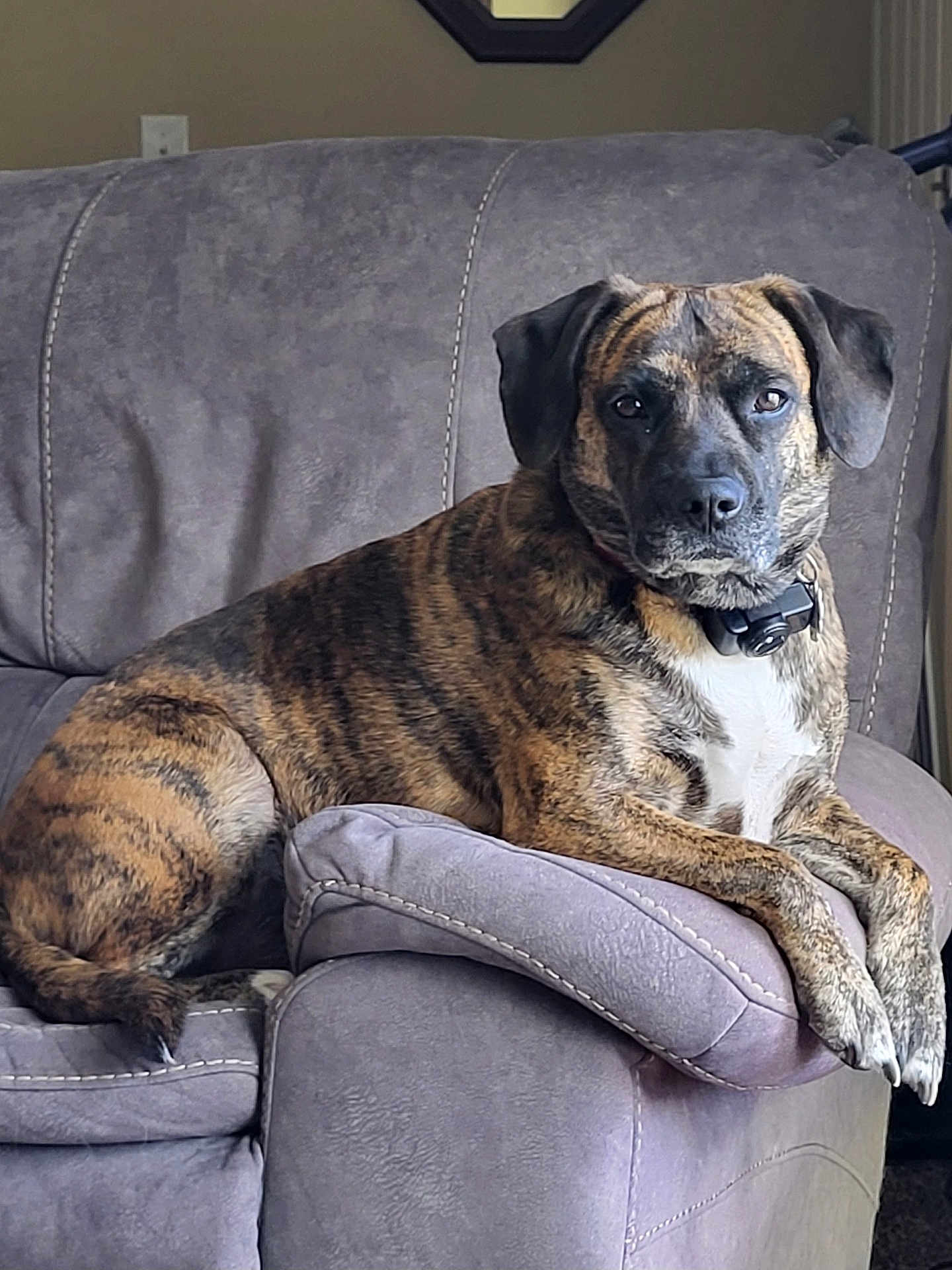 D.g. joined the competition — help win amazing prizes! animal, armrest, brindle, calm, canine, collar, comfort, couch, dog, domestic_animal, fur, furniture, household, indoor, living_room, pet, portrait, relaxed, resting, seated