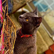 Schatzi joined the competition — help win amazing prizes! animal, background_blur, cat, close_up, collar, curious, domestic_cat, feline, garden, gray_cat, looking_away, nature, outdoor, pet, portrait, quiet, side_view, straw, wood, yellow_eyes