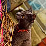 animal, background_blur, cat, close_up, collar, curious, domestic_cat, feline, garden, gray_cat, looking_away, nature, outdoor, pet, portrait, quiet, side_view, straw, wood, yellow_eyes