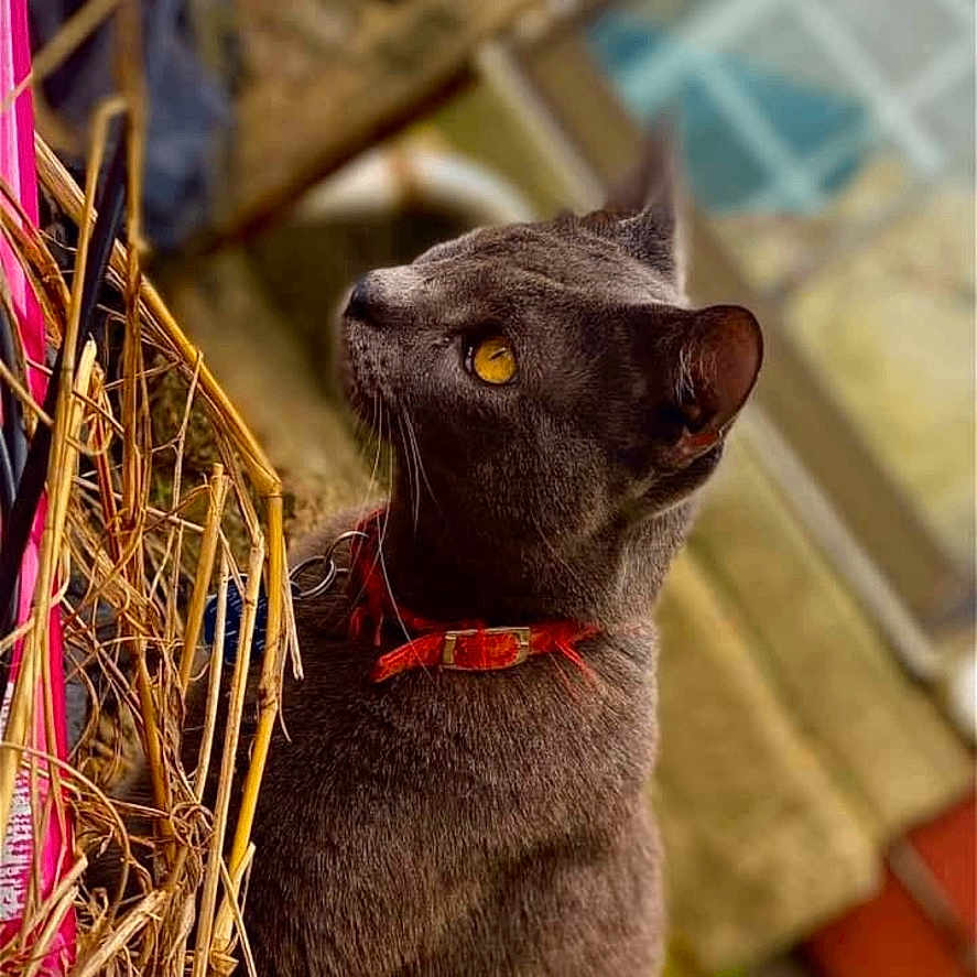 Schatzi