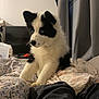 puppy, dog, black_and_white, blue_eyes, bed, blanket, curious, indoor, cozy, fluffy, pet, animal, furniture, curtains, window, soft_lighting, domestic, resting, young_dog, cute
