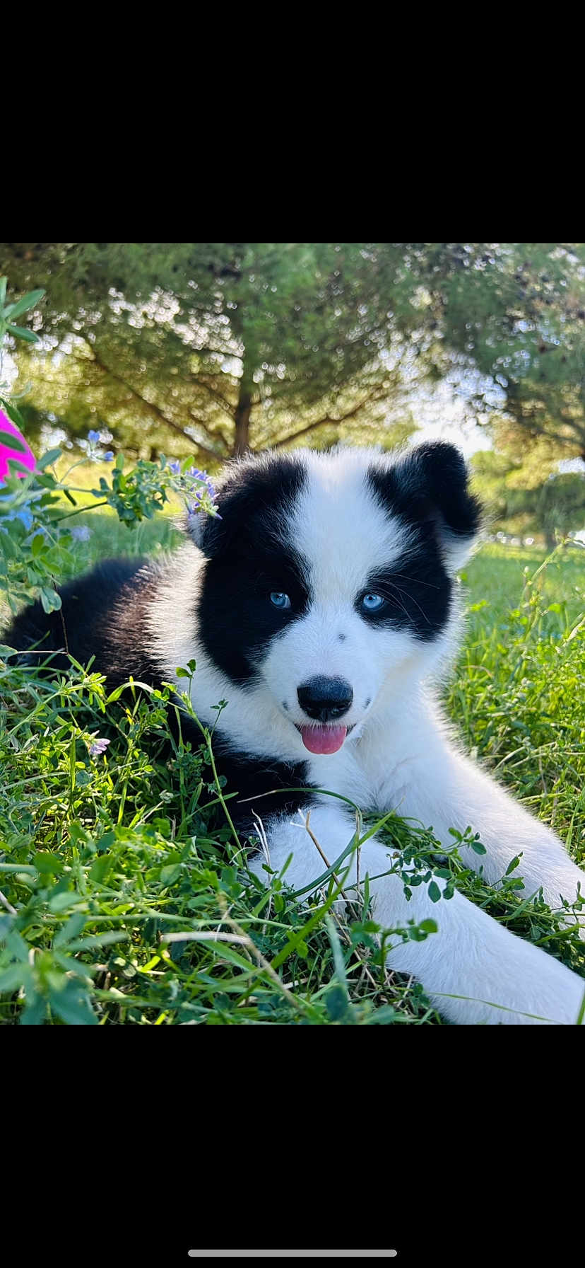 Loky a rejoint le concours — aidez-le/la à gagner de superbes lots ! puppy, dog, grass, greenery, outdoor, nature, blue_eyes, black_and_white, tongue_out, cute, fluffy, sunlight, wildflowers, tree, pet, animal, playful, relaxed, summer, young_dog