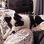 Loky a rejoint le concours — aidez-le/la à gagner de superbes lots ! dog, black_and_white, blue_eyes, lying_down, blanket, floral_pattern, bedroom, television, cozy, indoor, pet, curtain, furniture, comfort, resting, canine, household_items, soft_lighting, relaxed, fur