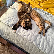 Thomas joined the competition — help win amazing prizes! cats, cat, pets, felines, sleeping, relaxed, bed, bedding, bedroom, yellow_blanket, blue_quilt, striped_cat, tortoiseshell_cat, tabby_cat, indoors, home, cozy, animal_portrait, napping, playful