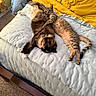 cats, cat, pets, felines, sleeping, relaxed, bed, bedding, bedroom, yellow_blanket, blue_quilt, striped_cat, tortoiseshell_cat, tabby_cat, indoors, home, cozy, animal_portrait, napping, playful