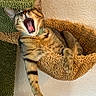 Thomas is registered to the contest to win money with this photo: cat, tabby_cat, yawning, open_mouth, feline, pet, collar, hammock, scratching_post, indoor, cozy, sleepy, relaxed, funny, portrait, whiskers, striped_fur, paw, hanging, home_decor
