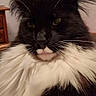 cat, long_hair, black_and_white, fluffy, whiskers, tuxedo_cat, portrait, close_up, pet, animal, feline, indoors, serious_expression, green_eyes, ears, fur, face, chest, wooden_furniture, home