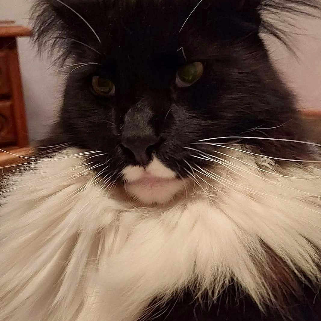 Paddy a rejoint le concours — aidez-le/la à gagner de superbes lots ! cat, long_hair, black_and_white, fluffy, whiskers, tuxedo_cat, portrait, close_up, pet, animal, feline, indoors, serious_expression, green_eyes, ears, fur, face, chest, wooden_furniture, home