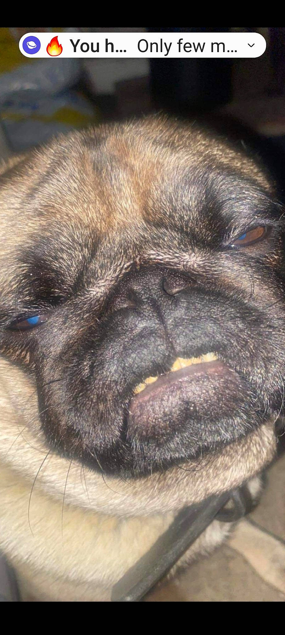 Winston is registered to the contest to win money with this photo: canidae, carnivore, close_up, companion_dog, dog, dog_breed, ear, eye, fawn, fur, head, human_body, liver, pug, snout, sporting_group, terrestrial_animal, whiskers, working_animal, wrinkle