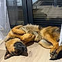 Volf a rejoint le concours — aidez-le/la à gagner de superbes lots ! dog, german_shepherd, sleeping, floor, curtain, glass_door, reflection, indoor, pet, fur, paw, relaxed, canine, resting, brown, black, home, wooden_floor, animal, nap