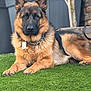 Volf participe au concours pour gagner de l'argent avec cette photo : dog, german_shepherd, outdoor, grass, pet, animal, canine, fur, ears, collar, tag, potted_plants, wooden_fence, nature, relaxed, laying_down, portrait, daylight, greenery, loyal