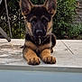 german_shepherd, puppy, dog, pool, water, tile_floor, greenery, outdoor, pet, animal, ears, fence, curious, sitting, young, canine, nature, daylight, paws, relaxed