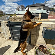 Volf participe au concours pour gagner de l'argent avec cette photo : german_shepherd, dog, pet, animal, standing, outdoor, yard, concrete, wall, house, car, sky, clouds, fence, plant_pot, suburban, daylight, curious, alert, fur