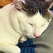 Kittyrim joined the competition — help win amazing prizes! cat, sleeping, white_cat, gray_cat, tabby, pet, animal, furry, whiskers, pink_nose, closed_eyes, curled_up, paws, indoors, blanket, blue_blanket, lap, cozy, relaxed, portrait