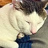 cat, sleeping, white_cat, gray_cat, tabby, pet, animal, furry, whiskers, pink_nose, closed_eyes, curled_up, paws, indoors, blanket, blue_blanket, lap, cozy, relaxed, portrait