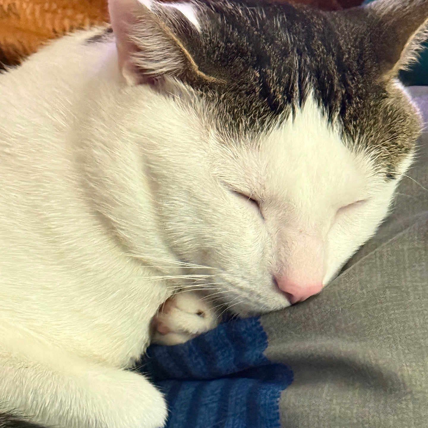 Kittyrim joined the competition — help win amazing prizes! cat, sleeping, white_cat, gray_cat, tabby, pet, animal, furry, whiskers, pink_nose, closed_eyes, curled_up, paws, indoors, blanket, blue_blanket, lap, cozy, relaxed, portrait