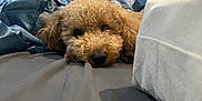 Bonki joined the competition — help win amazing prizes! dog, bed, indoor, brown_dog, curly_fur, resting, sleepy, blanket, fabric, cozy, fur, pet, animal, cute, lying_down, snout, eyes, nose, calm, relaxed