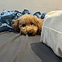dog, bed, indoor, brown_dog, curly_fur, resting, sleepy, blanket, fabric, cozy, fur, pet, animal, cute, lying_down, snout, eyes, nose, calm, relaxed