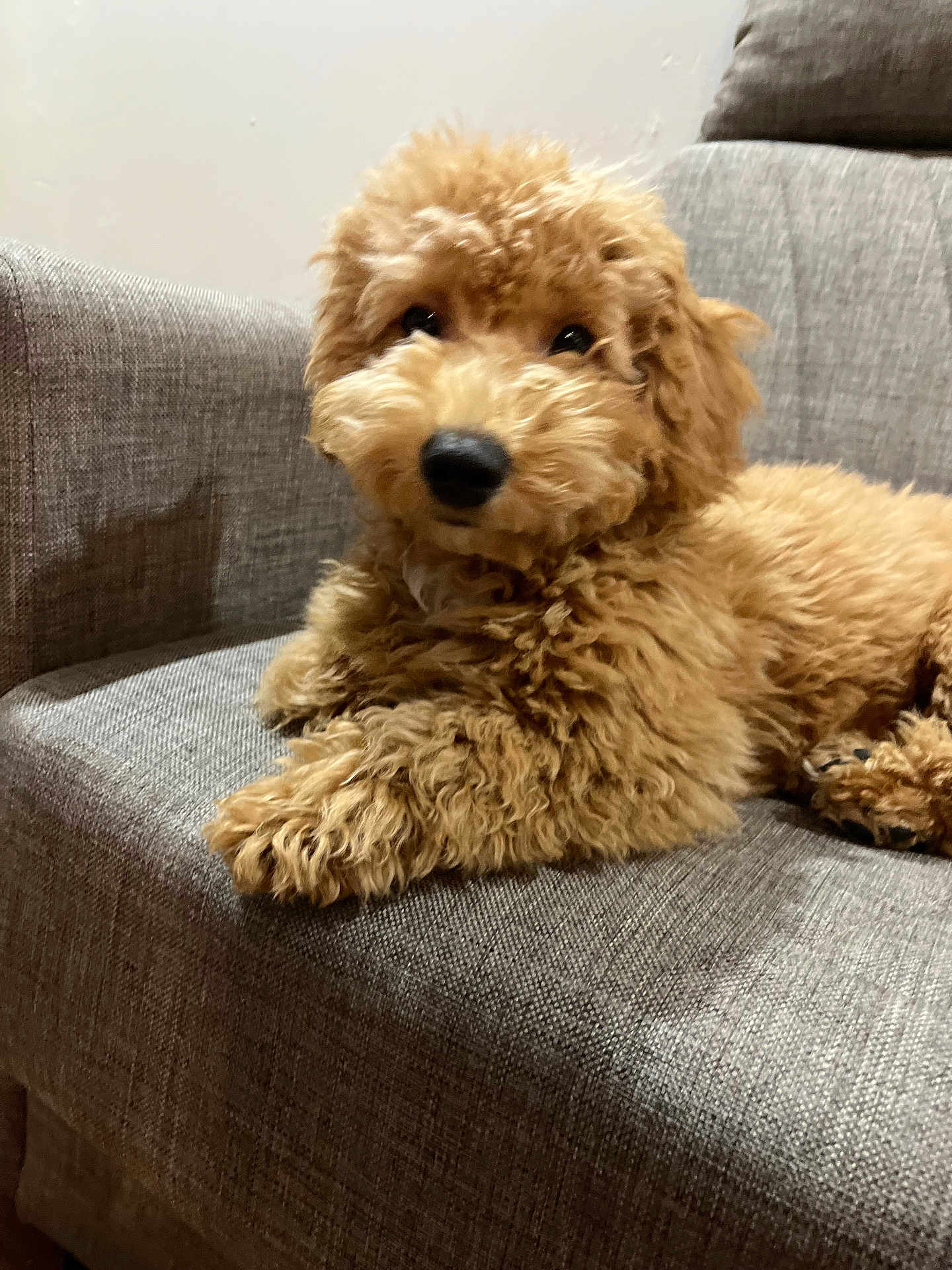 Bonki