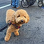 dog, curly_hair, leash, harness, asphalt, person, stroller, shoe, jeans, outdoor, daylight, pet, walking, pavement, animal, cute, small_dog, brown, canine, urban