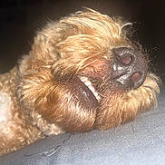 Bonki is registered to the contest to win money with this photo: dog, close_up, nose, mouth, fur, sleeping, pet, animal, relaxed, smiling, cute, whiskers, indoors, cozy, face, snout, canine, resting, fluffy, sleep