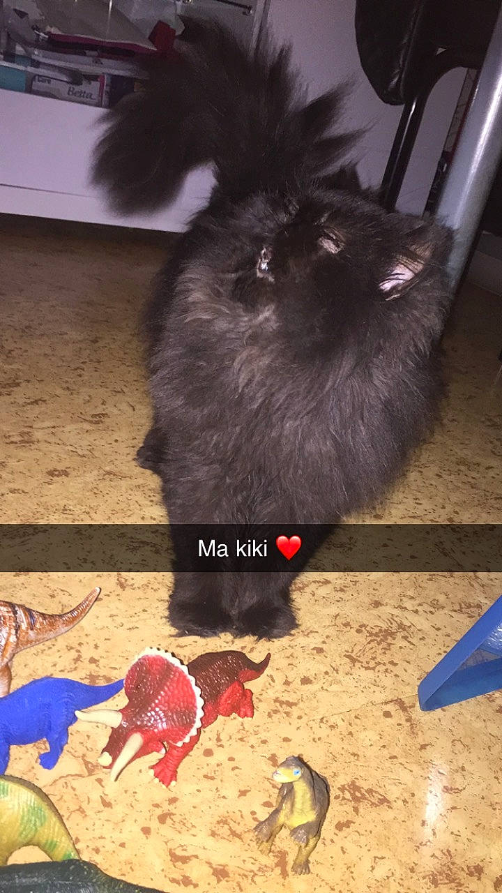 Kiara a rejoint le concours — aidez-le/la à gagner de superbes lots ! canidae, carnivore, dog_breed