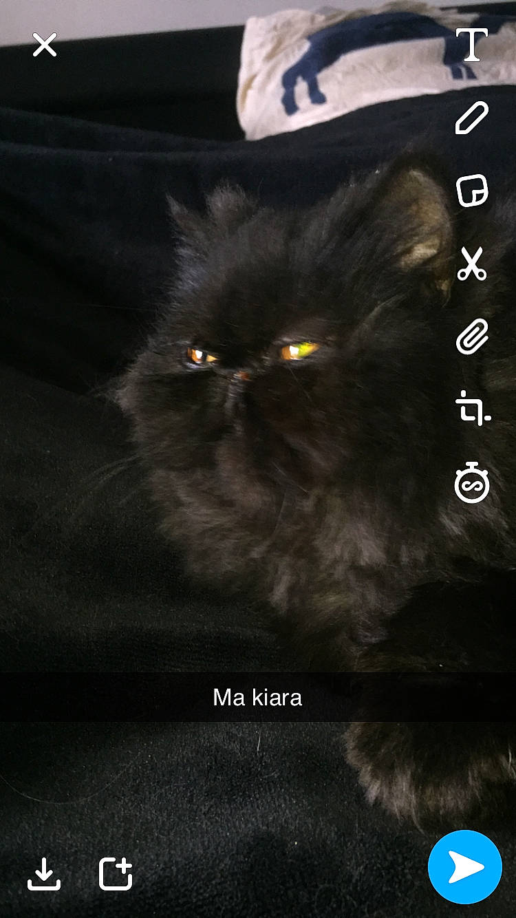 Kiara a rejoint le concours — aidez-le/la à gagner de superbes lots ! black_cat, carnivore, cat, darkness, felidae, kitten, norwegian_forest_cat, photo_caption, screenshot, sky, small_to_medium_sized_cats, snout, whiskers
