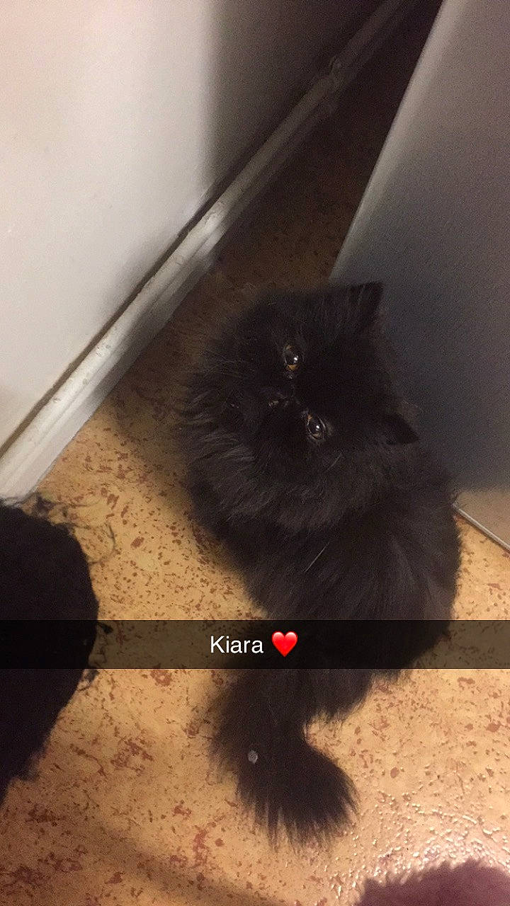 Kiara a rejoint le concours — aidez-le/la à gagner de superbes lots ! black_cat, british_longhair, carnivore, cat, domestic_long_haired_cat, eye, fawn, felidae, fur, kitten, persian, photo_caption, small_to_medium_sized_cats, tail, whiskers