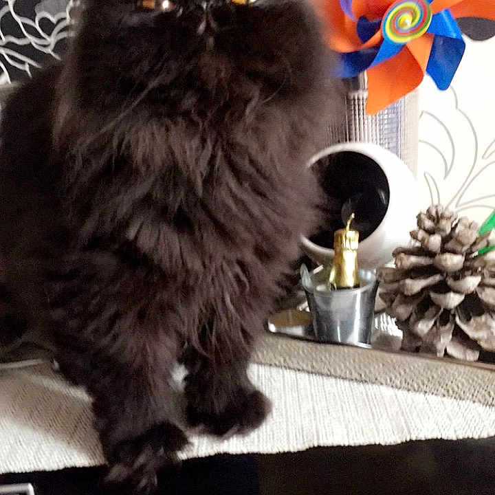 Kiara a rejoint le concours — aidez-le/la à gagner de superbes lots ! asian_semi_longhair, black_cat, british_longhair, british_semi_longhair, carnivore, cat, domestic_long_haired_cat, felidae, fur, kitten, maine_coon, napoleon_cat, norwegian_forest_cat, persian, ragamuffin, small_to_medium_sized_cats, whiskers
