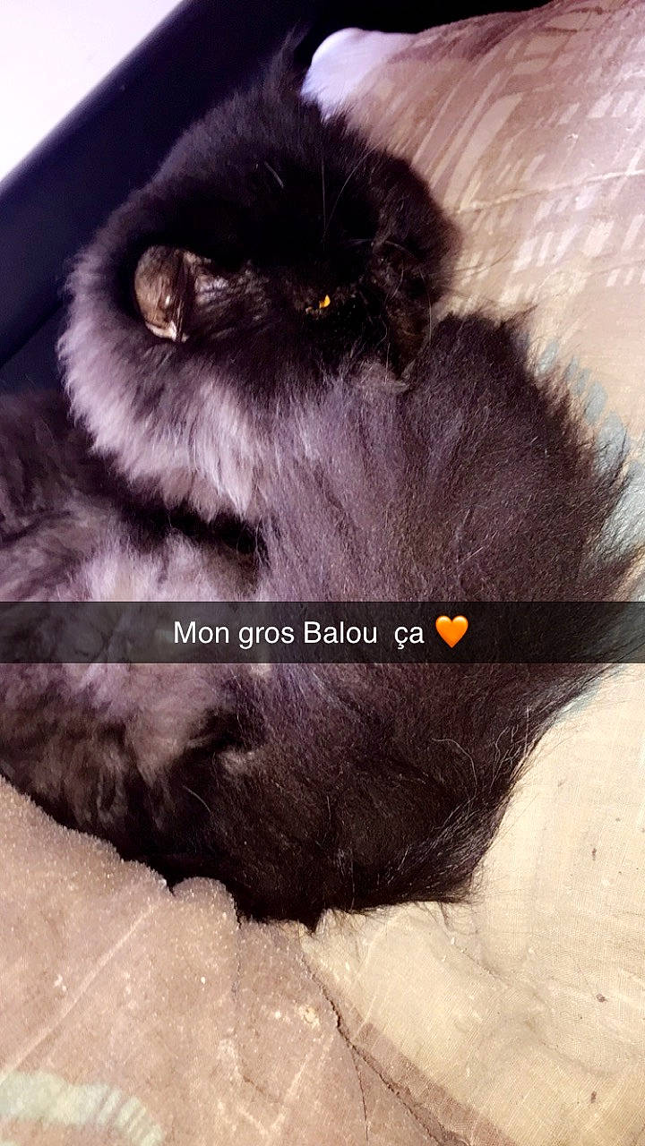 Balou participe au concours pour gagner de l'argent avec cette photo : black_cat, canidae, cat, ear, fur, liver, photo_caption, tail