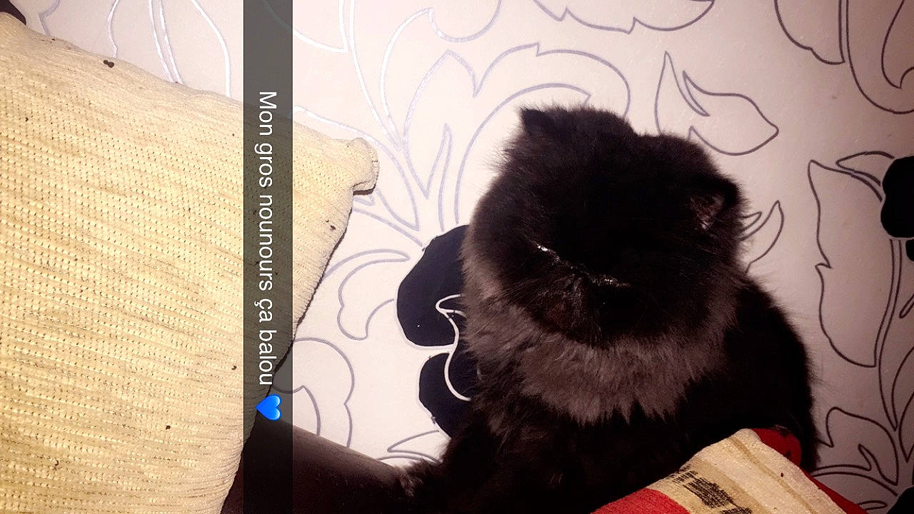 Balou a rejoint le concours — aidez-le/la à gagner de superbes lots ! black_cat, canidae, carnivore, cat, companion_dog, dog, ear, fawn, felidae, fur, kitten, non_sporting_group, persian, pomeranian, puppy, small_to_medium_sized_cats, spitz, tail, toy_dog, whiskers