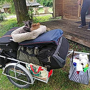 Skye participe au concours pour gagner de l'argent avec cette photo : dog, pet_bed, bags, cart, grass, tree, person, wooden_porch, outdoor, collar, sunglasses, luggage, greenery, nature, travel, packed, resting, canine, relaxing, summer
