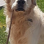 Willo a rejoint le concours — aidez-le/la à gagner de superbes lots ! dog, golden_retriever, rope, pet, animal, outdoor, grass, sunlight, canine, mammal, fur, collar, leash, nature, portrait, looking, daylight, domestic_animal, friendly, cute