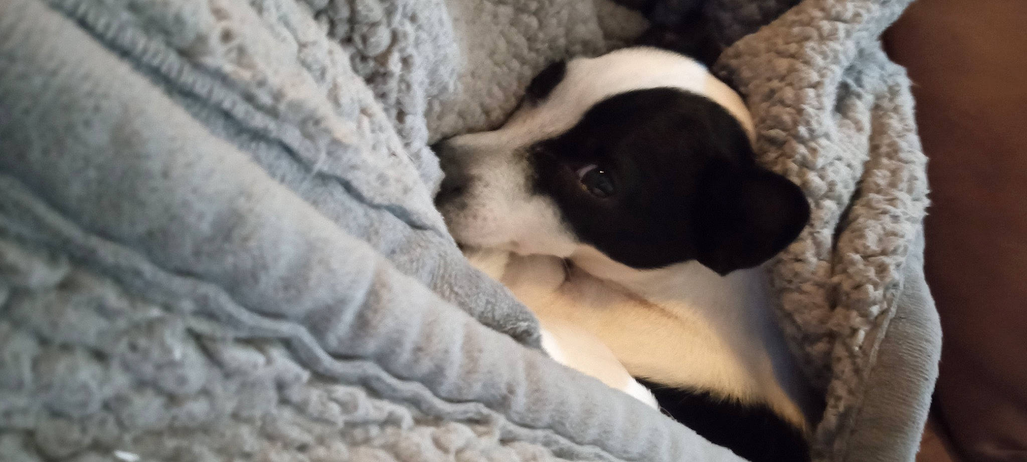 Oreo is registered to the contest to win money with this photo: blanket, bored, canidae, carnivore, comfort, companion_dog, dog, dog_breed, fawn, fur, grey, linens, moscow_watchdog, nap, non_sporting_group, sporting_group, terrestrial_animal, toy_dog, wood, working_animal