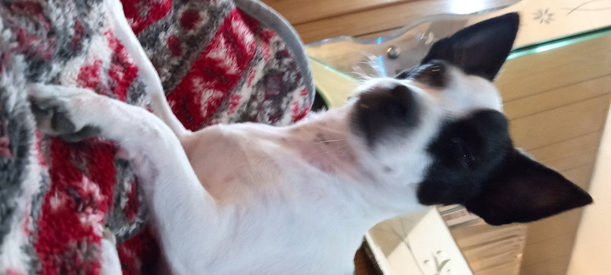 Oreo is registered to the contest to win money with this photo: canidae, carnivore, collar, companion_dog, dog, dog_breed, dog_collar, fawn, fur, non_sporting_group, snout, sporting_group, whiskers, working_animal