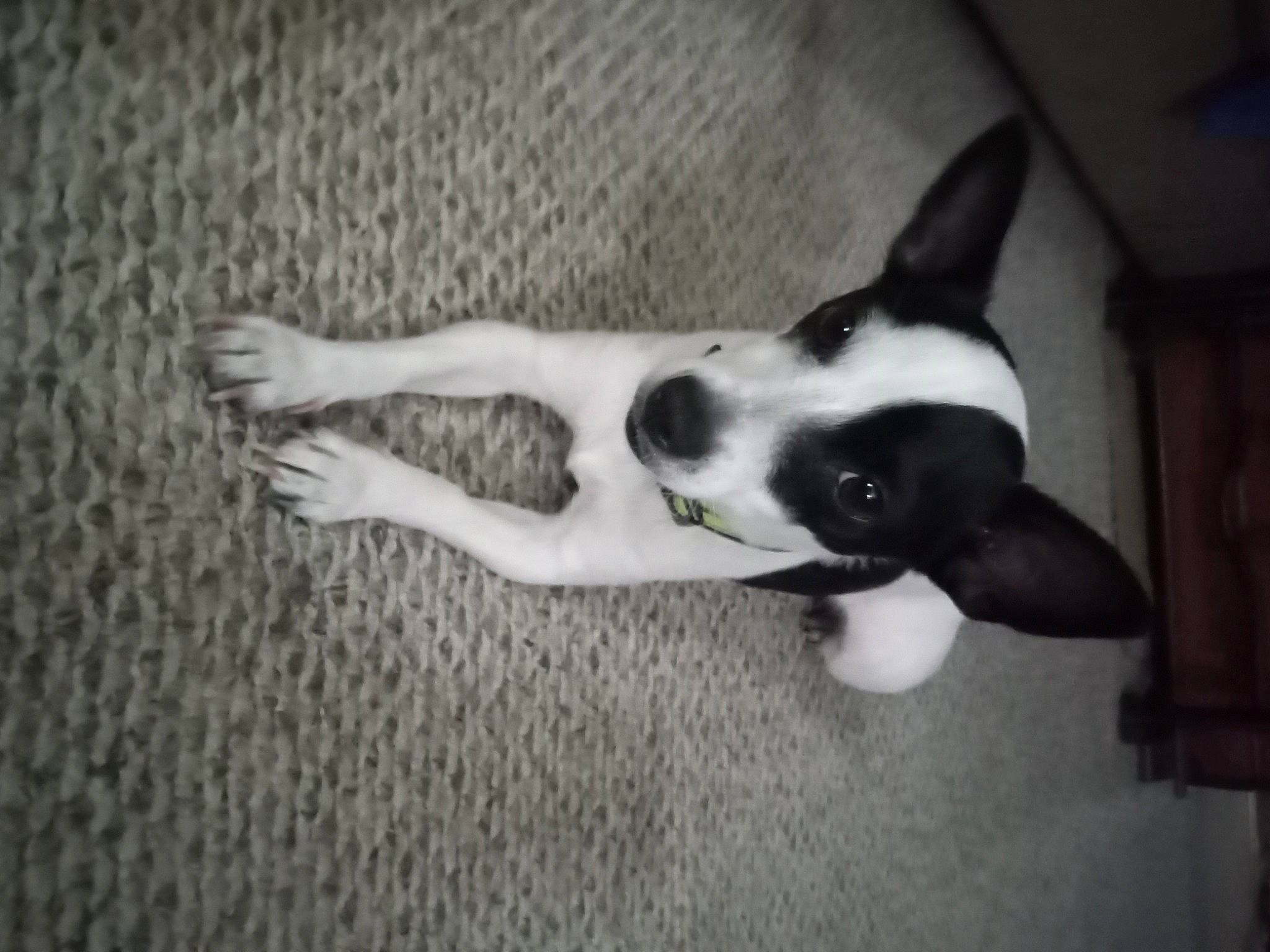 Oreo is registered to the contest to win money with this photo: canidae, carnivore, companion_dog, dog, dog_breed, flooring, foot, grey, hardwood, human_leg, monochrome, monochrome_photography, paw, shadow, snout, sporting_group, tail, tints_and_shades, whiskers, wood