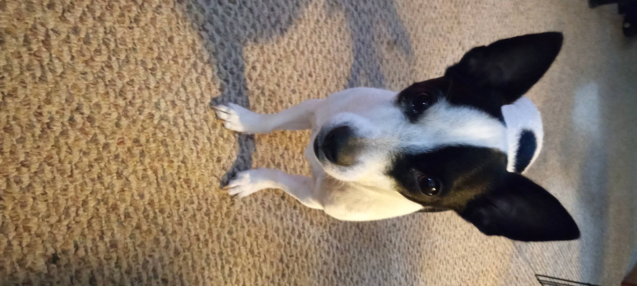 Oreo is registered to the contest to win money with this photo: carnivore, companion_dog, dog, dog_breed, fawn, foot, hardwood, non_sporting_group, paw, puppy, tail, terrestrial_animal, whiskers, wood, working_animal