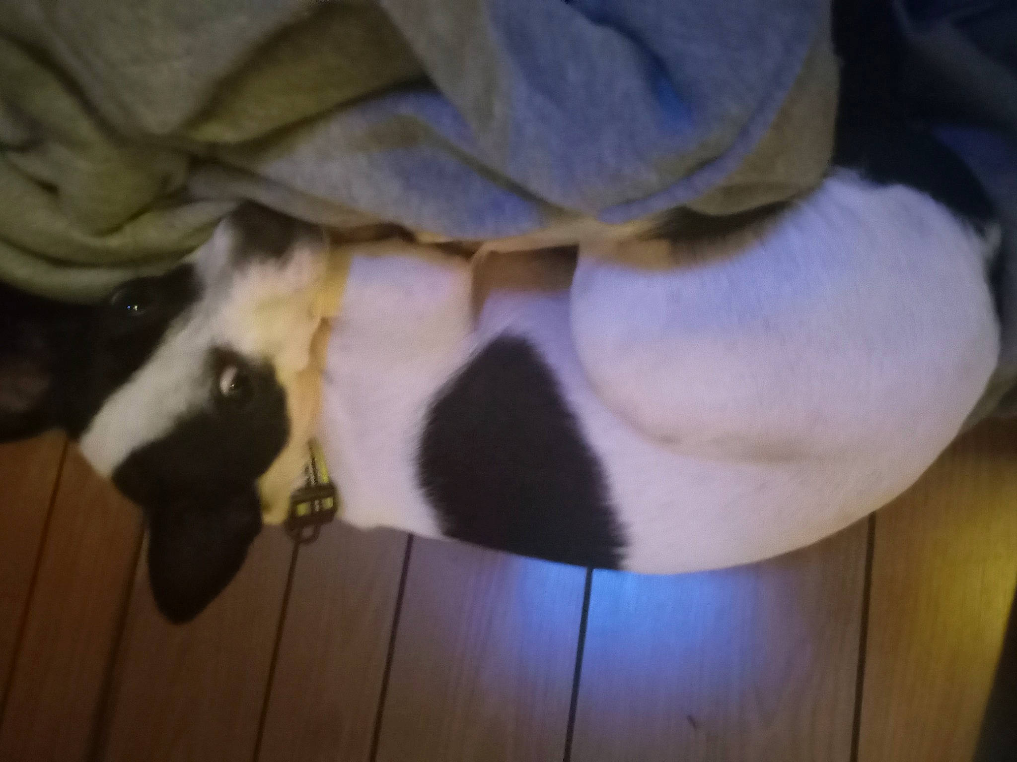 Oreo is registered to the contest to win money with this photo: canidae, carnivore, claw, comfort, companion_dog, dog, dog_breed, fawn, felidae, flooring, fur, hardwood, human_leg, non_sporting_group, small_to_medium_sized_cats, sporting_group, tail, whiskers, wood, working_animal