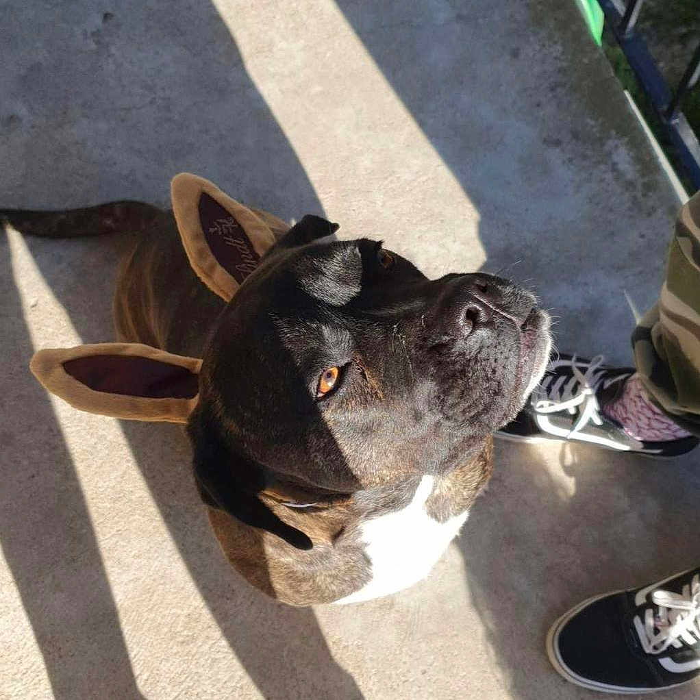 Duchesse Solo a rejoint le concours — aidez-le/la à gagner de superbes lots ! dog, bunny_ears, pet, animal, looking_up, sunlight, shadow, concrete_floor, outdoor, footwear, sneakers, black_dog, brown_dog, white_chest, ears, cute, playful, people, standing, sidewalk