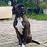 Duchesse Solo participe au concours pour gagner de l'argent avec cette photo : dog, brindle, white_chest, sitting, outdoor, paved_ground, greenery, plants, garden_pots, tail, paw, alert, canine, pet, nature, fur, animal, daylight, quiet, calm