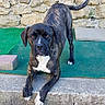 dog, brindle, white_paws, stone_wall, green_mat, outdoor, pet, canine, animal, posing, ledge, ears, tail, fur, alert, muzzle, portrait, daylight, cute, watchful