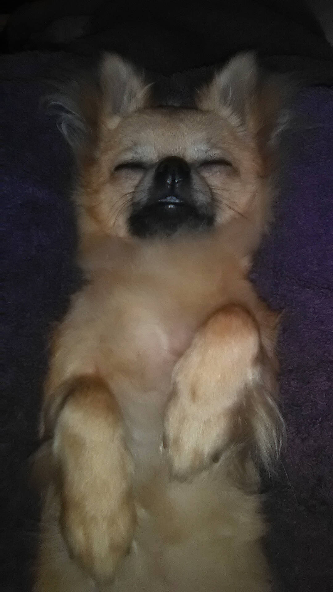 Oky a rejoint le concours — aidez-le/la à gagner de superbes lots ! ancient_dog_breeds, canidae, carnivore, chinese_imperial_dog, companion_dog, dog, dog_breed, fawn, mammal, non_sporting_group, pomeranian, puppy, snout, sporting_group, tibetan_spaniel, toy_dog, vertebrate