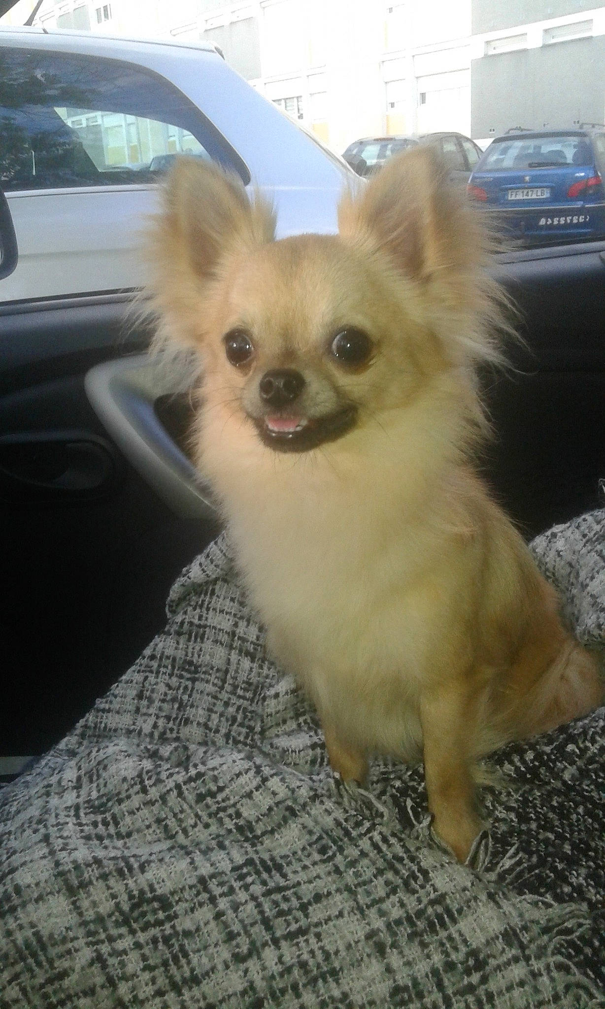 Oky participe au concours pour gagner de l'argent avec cette photo : canidae, carnivore, chihuahua, companion_dog, dog, dog_breed, ear, fawn, mammal, pomeranian, puppy, snout, toy_dog, vertebrate, whiskers