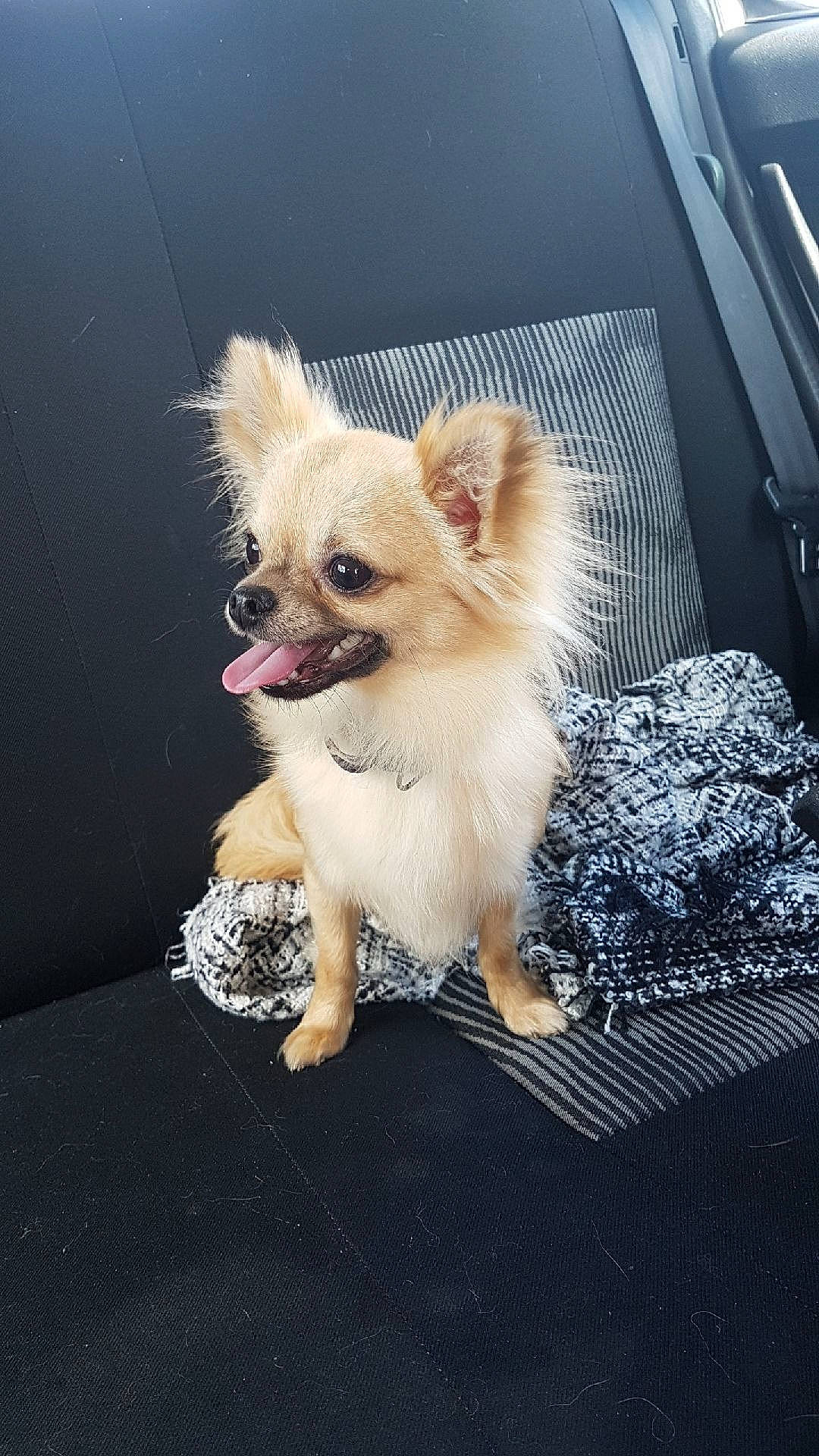 Oky a rejoint le concours — aidez-le/la à gagner de superbes lots ! canidae, carnivore, chihuahua, companion_dog, dog, dog_breed, ear, fawn, mammal, pomeranian, puppy, snout, sporting_group, tibetan_spaniel, toy_dog, vertebrate, whiskers