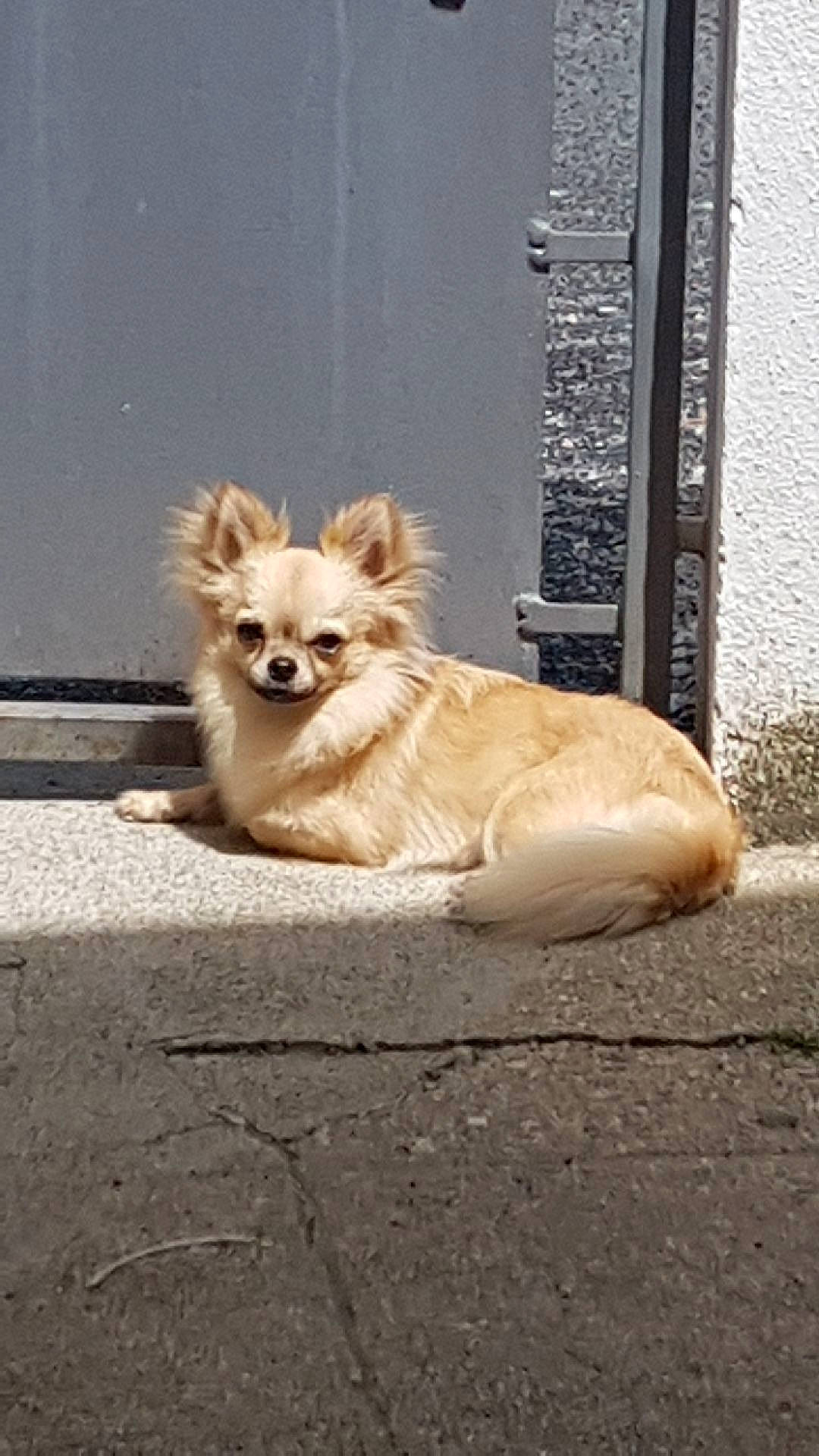 Oky a rejoint le concours — aidez-le/la à gagner de superbes lots ! canidae, carnivore, chihuahua, companion_dog, dog, dog_breed, fawn, mammal, pembroke_welsh_corgi, pomeranian, small_greek_domestic_dog, street_dog, tibetan_spaniel, toy_dog, vertebrate, welsh_corgi