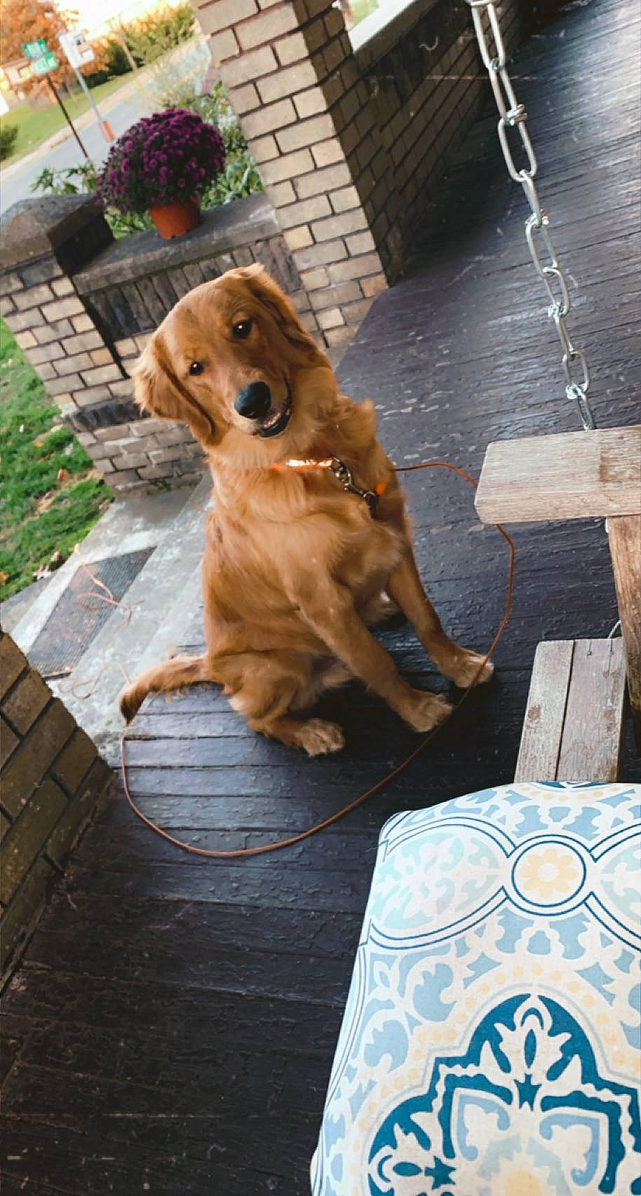 Arlo is registered to the contest to win money with this photo: backyard, canidae, carnivore, collar, companion_dog, dog, dog_breed, fawn, floor, flooring, flowerpot, garden, liver, mammal, pet_supply, snout, sporting_group, symbol, working_animal, yard