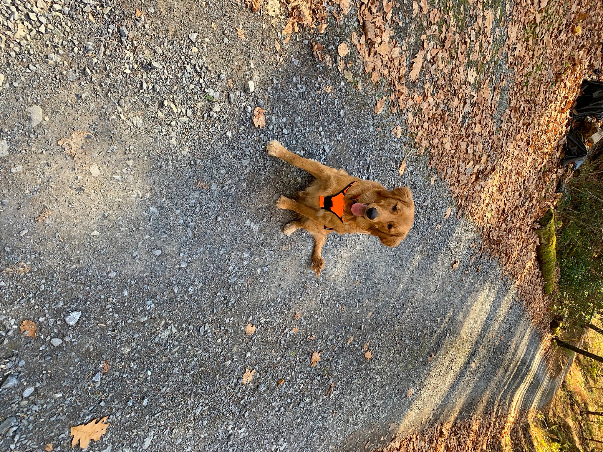 Arlo joined the competition — help win amazing prizes! canidae, chipmunk, fawn, fox_squirrel, rodent, squirrel, tar