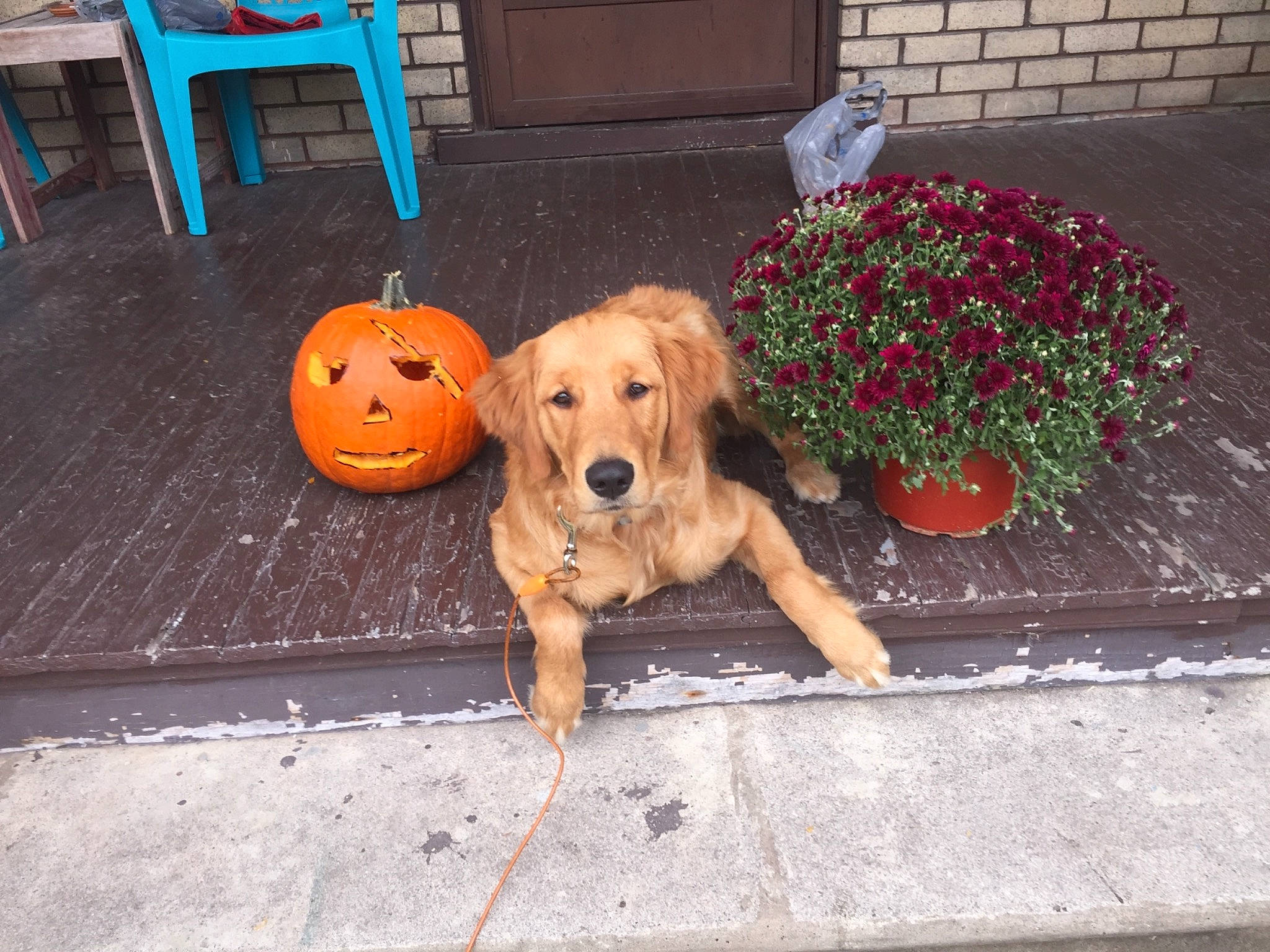 Arlo is registered to the contest to win money with this photo: annual_plant, canidae, carnivore, companion_dog, concrete, dog, dog_breed, floor, flooring, flowerpot, gourd, guard_dog, houseplant, pumpkin, retriever, snout, sporting_group, trick_or_treat, varnish, vegetable